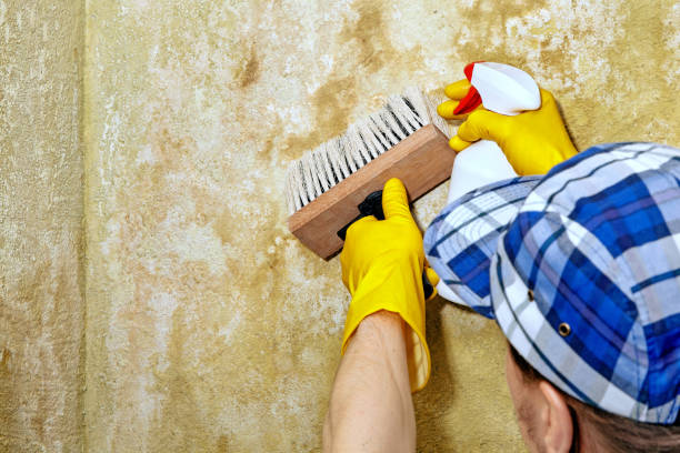 Best Industrial Mold Remediation  in Asheboro, NC