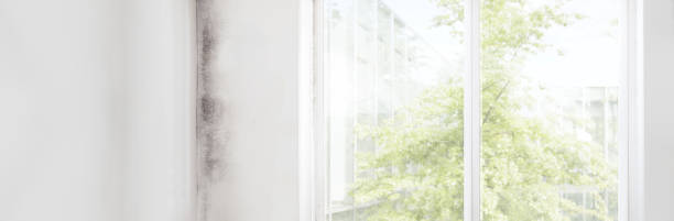 Best Mold-Related Health Consultation  in Asheboro, NC